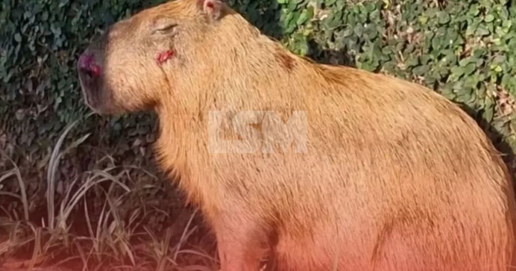 Grupo acusado de espancar capivara na Ilha do Governador começa a ser julgado no Rio