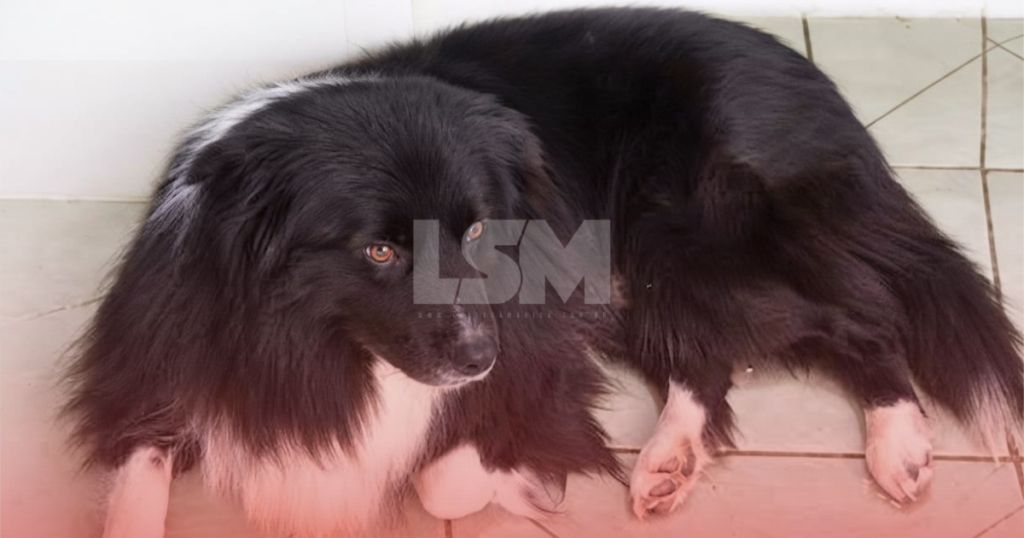Cadê Hermano? Cão desaparece após fugir de casa durante a madrugada pela Estrada dos Cajueiros