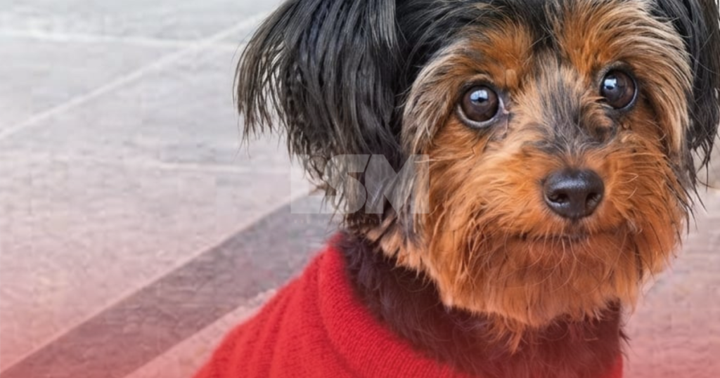 Cadê a Maria? Família busca por cadela Yorkshire idosa que fugiu no Recanto de Itaipuaçu