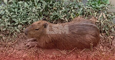 Capivara ferida às margens do Rio Mumbuca mobiliza pedido de ajuda em Maricá