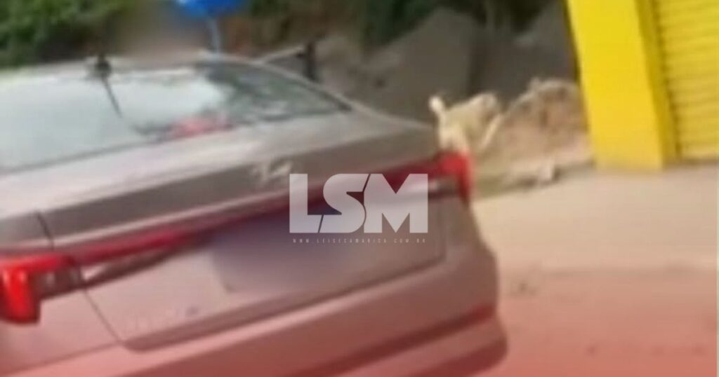 Motorista é flagrado abandonando cachorro próximo ao Centro de Maricá