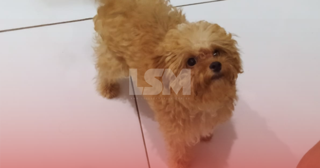 Família de Maricá busca por Luna, cadela poodle desaparecida no bairro de Ubatiba