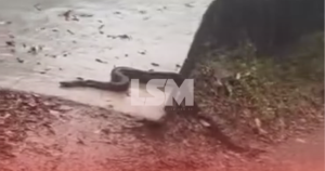 Cobra é flagrada em rua do Centro de Maricá durante temporal