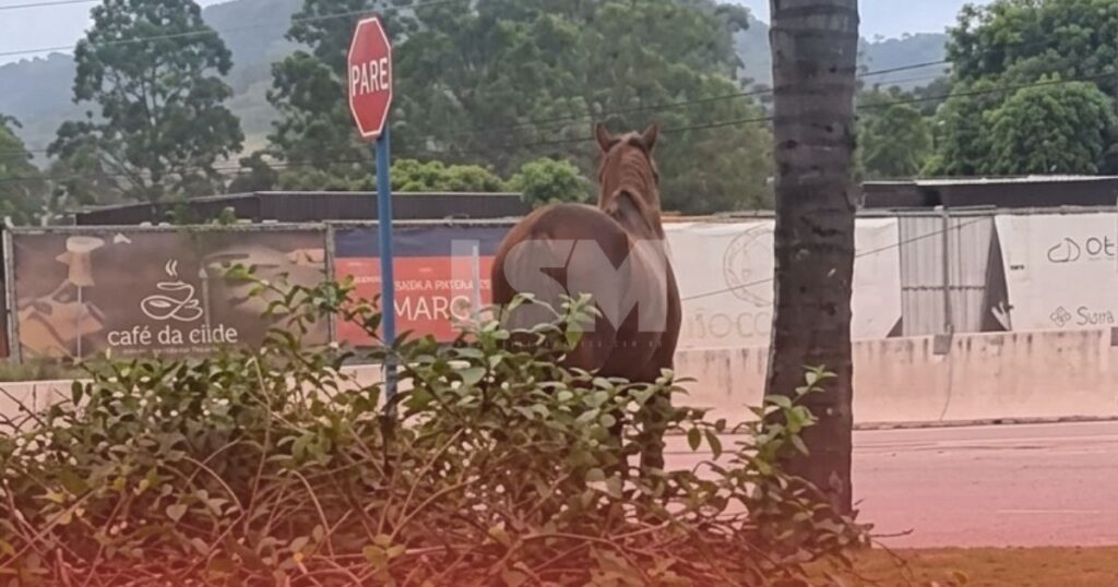 Maricá: Cavalo é flagrado solto na RJ-106 na altura do Parque Nanci e preocupa motoristas