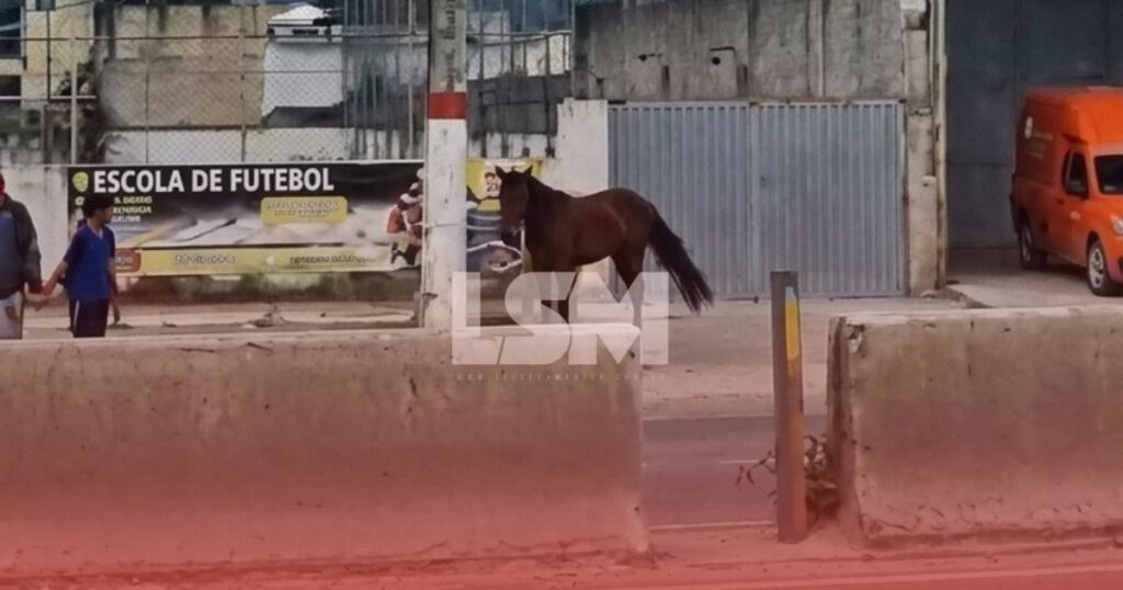 Cavalos são flagrados soltos na RJ-106 em Inoã e preocupam motoristas