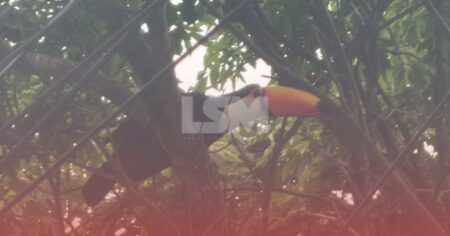 Maricá: Família de tucanos ‘visita’ moradores no bairro de Araçatiba