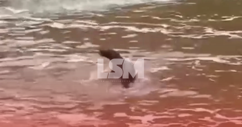 Itaipuaçu: lobo-marinho é flagrado no Canal do Recanto; saiba o que fazer ao encontrar um