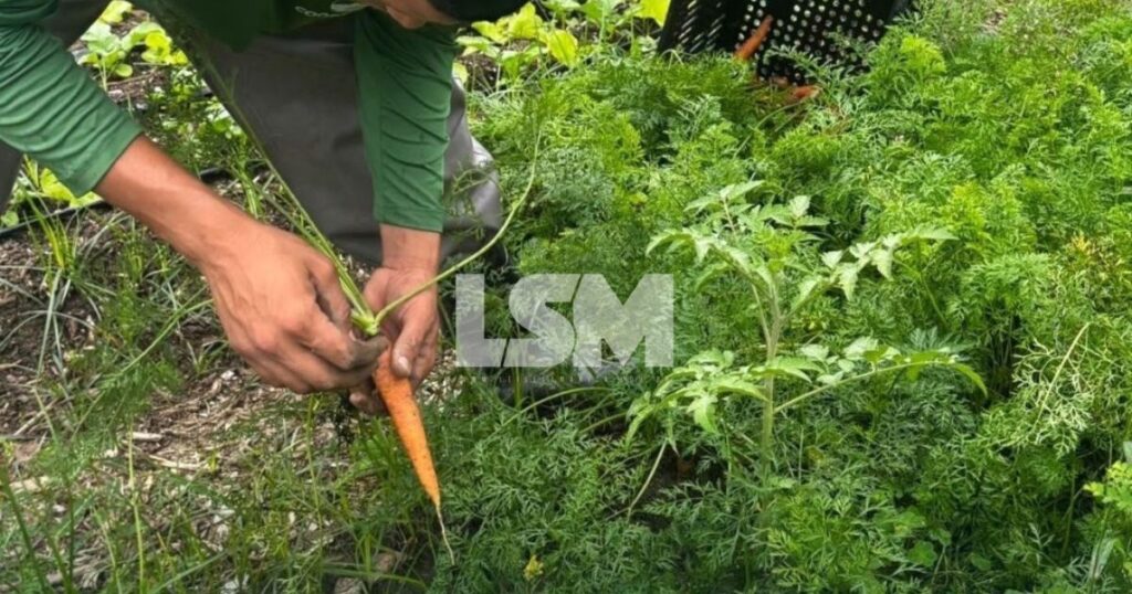 Maricá distribui mais de 275 quilos de alimentos sem agrotóxicos em uma semana a instituições sociais