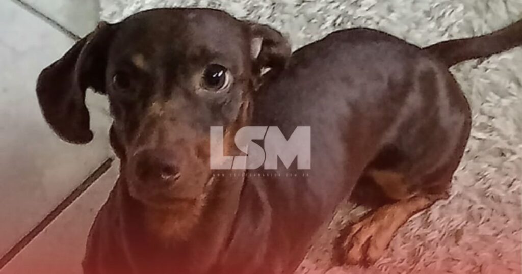 Família aumenta recompensa para R$ 1 mil por informações sobre Scooby, cachorro desaparecido em Itaipuaçu