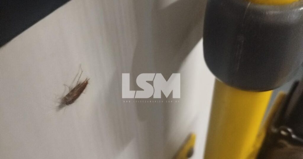 Passageiros do Vermelhinho reclamam de baratas dentro de coletivo em Maricá